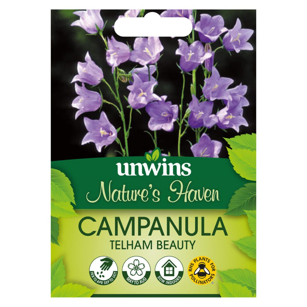 Nature’s Haven Campanula Telham Beauty Seeds 5051618034562 2